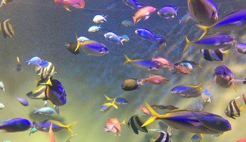 水族館の魚たち