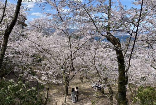 あせびと桜を見おろすと花見スポット
