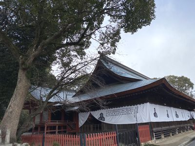 地御前神社の大木